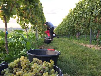 Rear view of man by grapes on field against sky