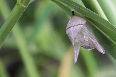 Close-up of raindrops on leaf