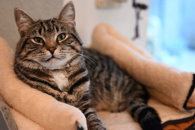 Close-up of a cat resting