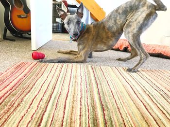 Portrait of dog playing with toy at home