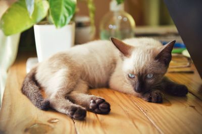 Portrait of cat lying down on wooden floor