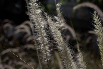 Close-up of succulent plant on field