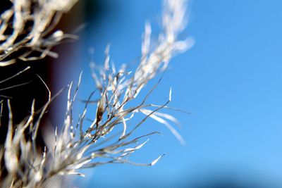 Close-up of stalks against clear blue sky