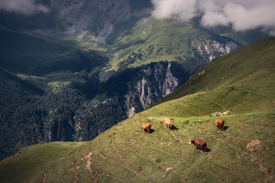 Scenic view of landscape in alps with cows