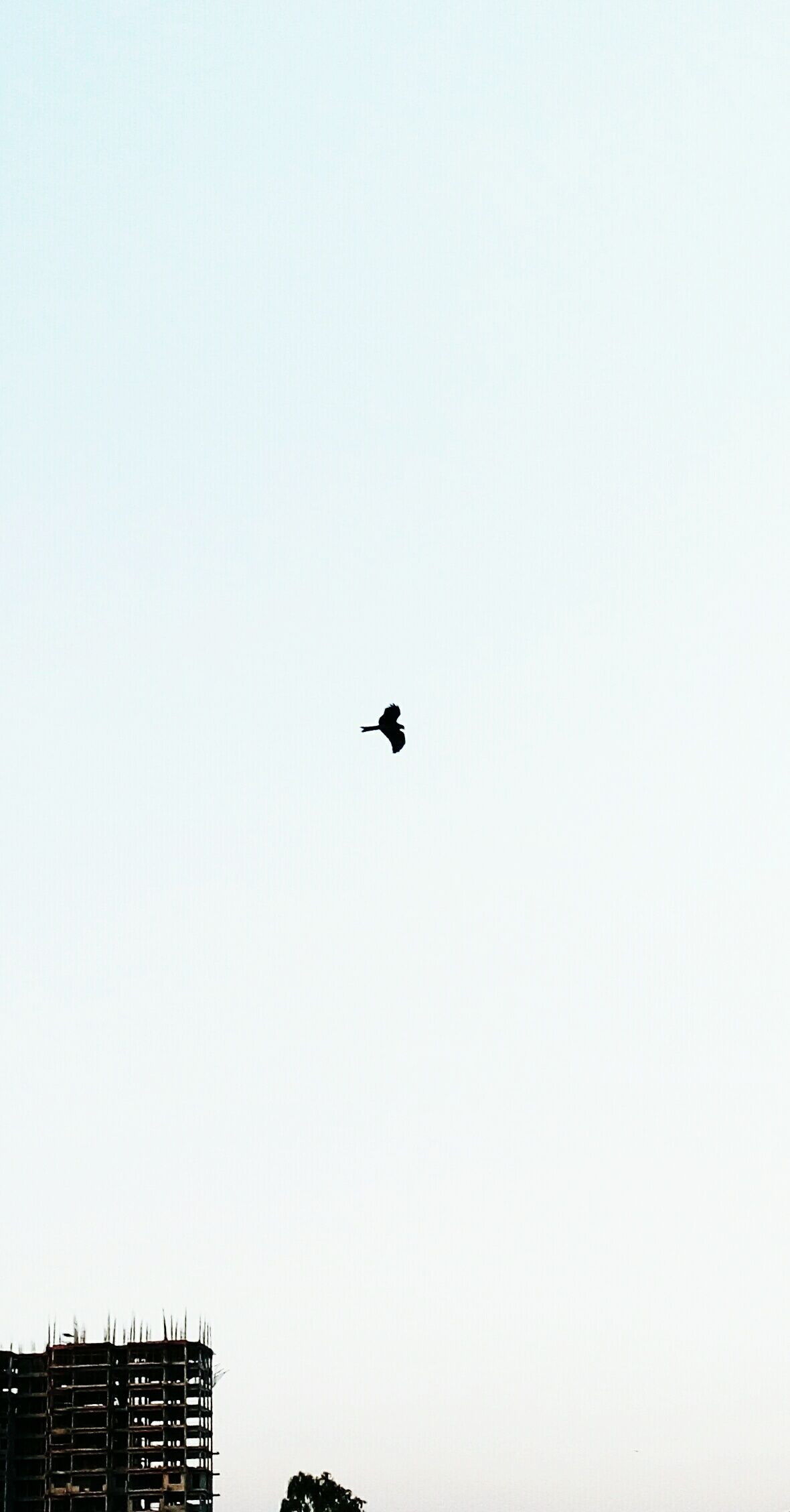 Alone, with Freedom, I Fly towards my