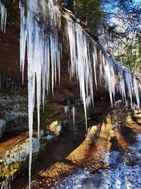 Panoramic shot of icicles on rock amidst trees