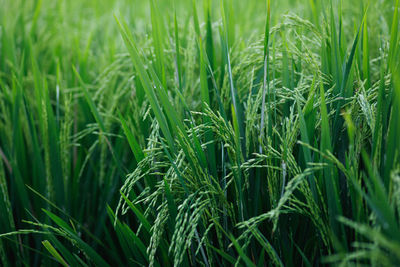 Close-up of wheat growing on field