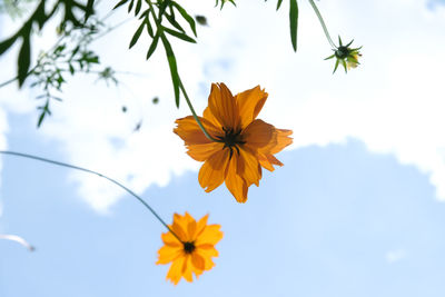 Low angle view of flowering plant against sky