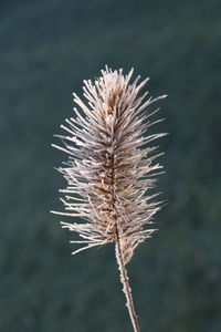 Close-up of dried plant