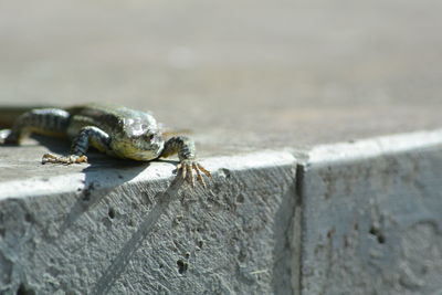 Close-up of insect on wall