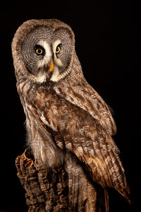 Close-up portrait of owl