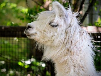 Close-up of a white horse