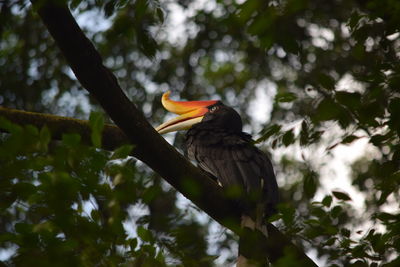 Low angle view of bird perching on branch