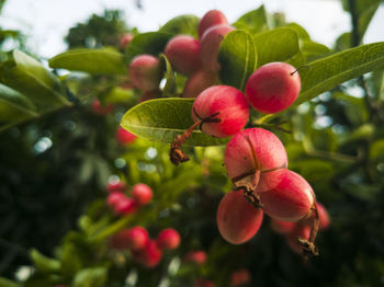 Close-up of berries growing on tree