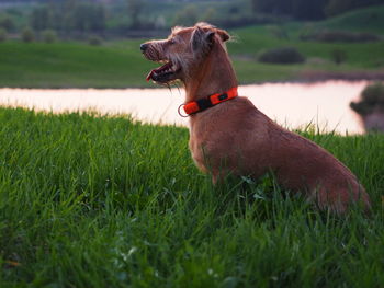 Dog looking away on field