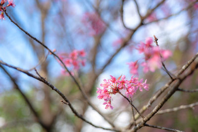 Close-up of pink cherry blossoms in spring