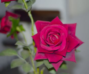 Close-up of pink rose