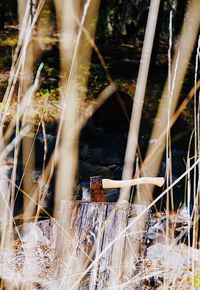 Close-up of bamboo by trees in forest