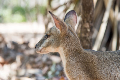 Close-up of an animal looking away
