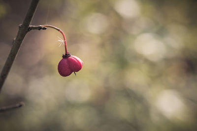 Close-up of red berries growing on tree