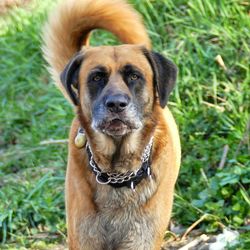 Portrait of dog sticking out tongue on field