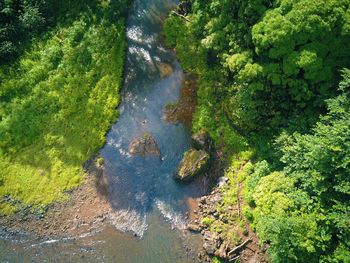 High angle view of river amidst trees