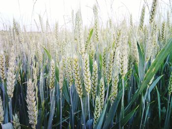 Close-up of crop growing in field