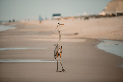 View of crab on beach