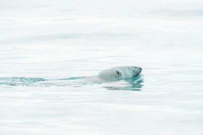 Polar bear swimming in the wild, arctic