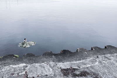 High angle view of birds on rock in lake