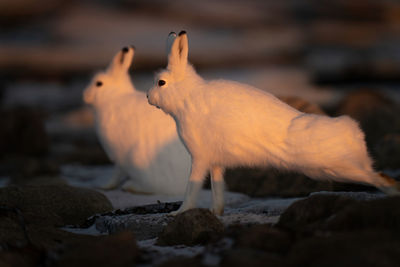 Arctic hare stretches by another at sunset
