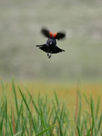 Bird flying in field