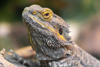 Head shot of a central bearded dragon in captivity