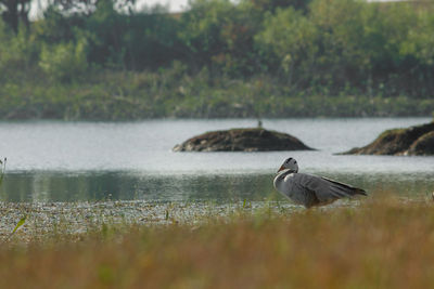 Bird on a lake