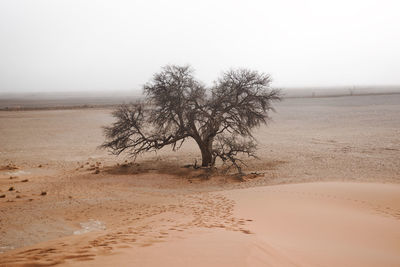 Bare tree on sand against clear sky