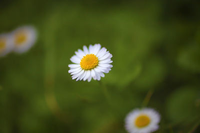 Close-up of white daisy flowers