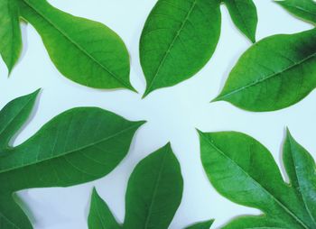 High angle view of leaves against white background