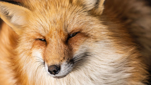 Close-up portrait of a dog