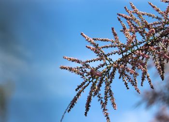 Low angle view of flowering plant against blue sky