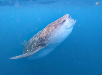 Fish swimming in sea