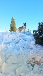 Dog standing on snow against clear sky