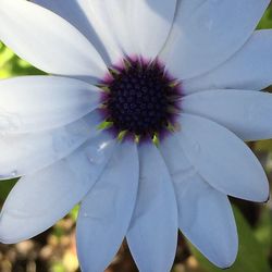 Close-up of white flowers