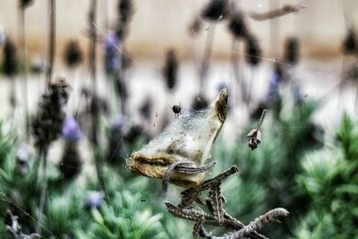 Close up of a bird