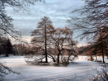 Bare trees on snow covered landscape