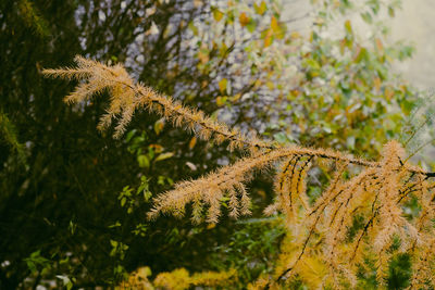 Close-up of a tree