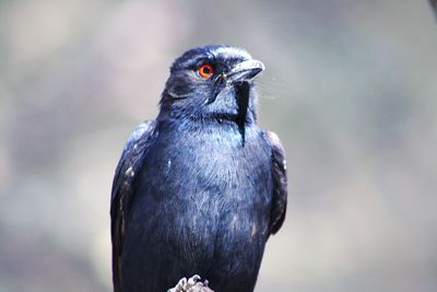 Close-up of bird