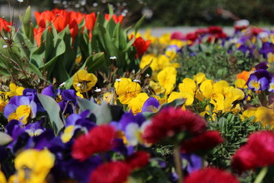 Colorful flowers blooming in field