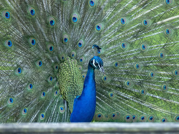 Close-up of peacock