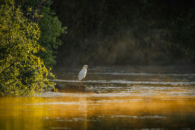 Great white egret on a branch