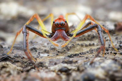 Close-up of spider on rock